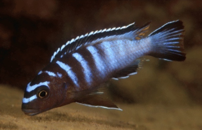 Tropheops kumwera 'Boadzulu Island'